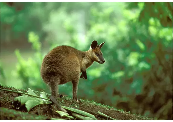 Swamp Wallaby - Australia, eastern coastal Australia JPF05449