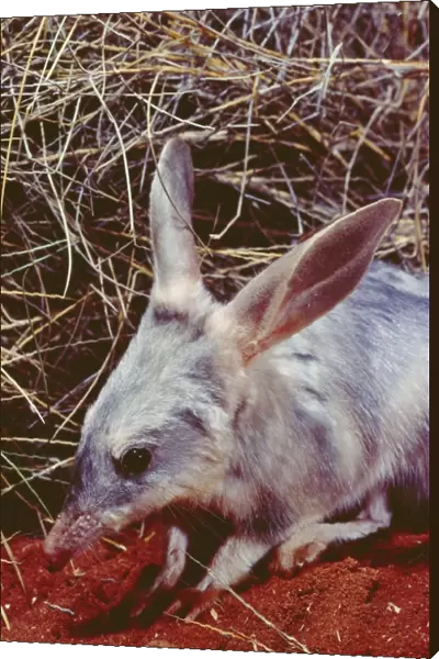 Rabbit-eared Bandicoot  /  Bilby - Simpson Desert, Queensland, Australia JPF04349