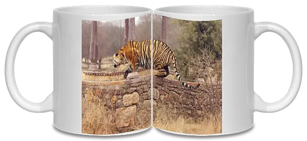 Royal Bengal  /  Indian Tiger climbing on to cenotaph, Ranthambhor National Park, India