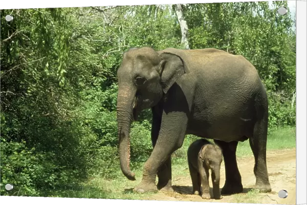 Asian Elephant - mother & baby Sri Lanka