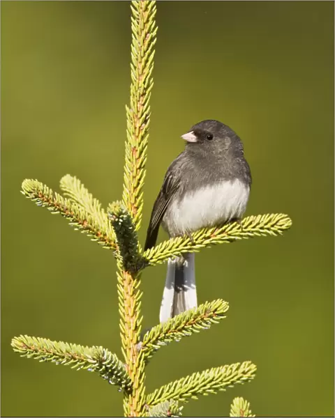 Dark-eyed Junco - Slate Colored race. Maine USA in May