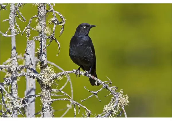 Rusty Blackbird - Maine USA - June