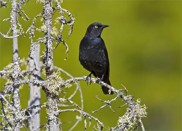 Rusty Blackbird - Maine USA - June