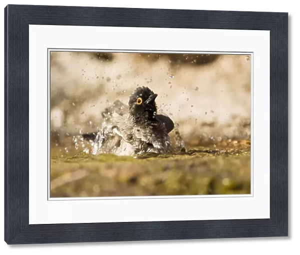 African Red Eyed Bulbul - Bathing in a puddle Damaraland-North Western Namibia-Africa