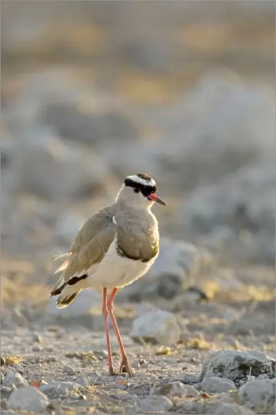 Crowned Lapwing  /  Plover - At dawn- Northern Namibia- Africa