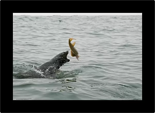 Cape Fur Seal - Thrashing a Sand Shark around - Atlantic Ocean - Namibia - Africa