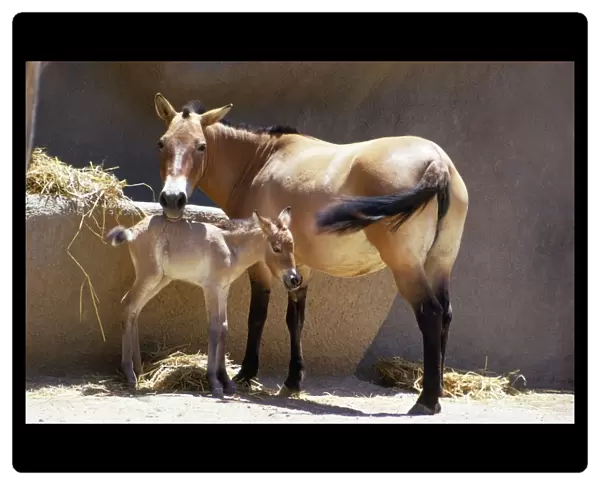 Przewalski's Horse - mother & day old young