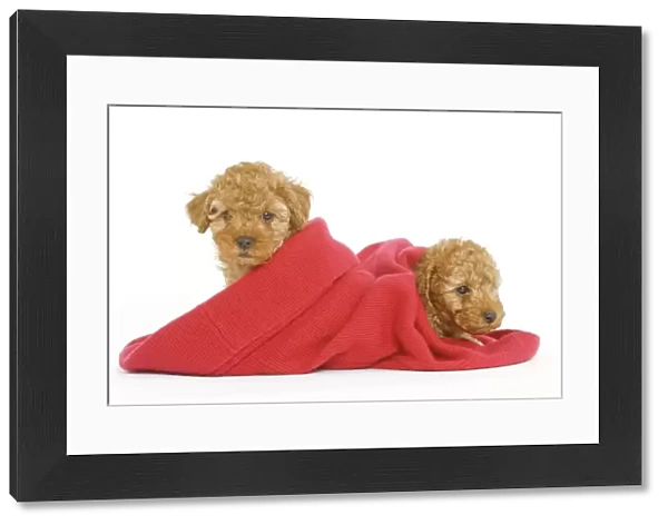 Dog - two Apricot Poodles in blanket