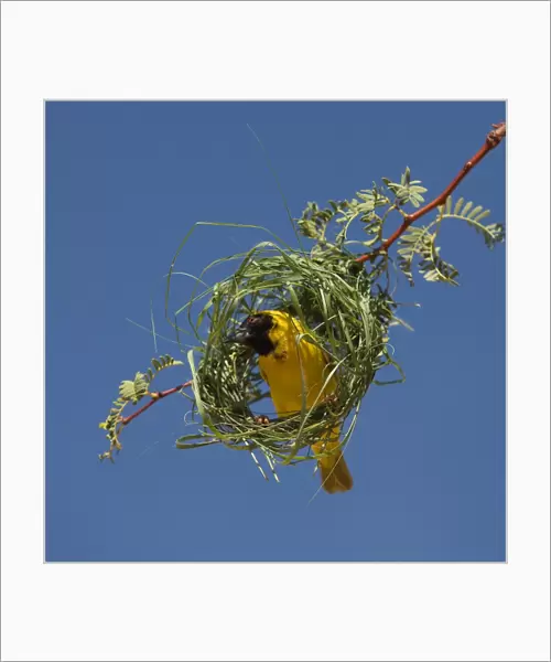 Black-headed  /  Spotted-backed  /  Village Weaver - at nest