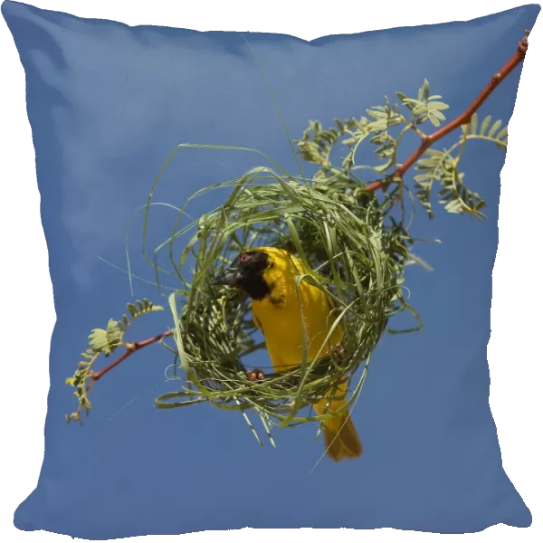 Black-headed  /  Spotted-backed  /  Village Weaver - at nest