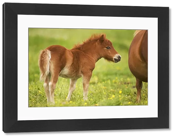 Shetland Pony - foal