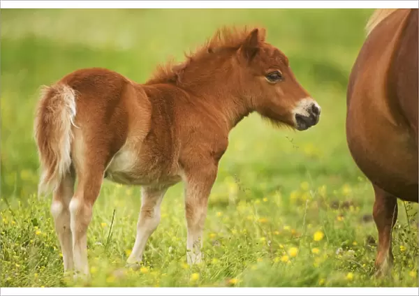Shetland Pony - foal