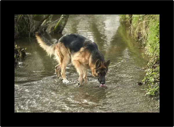 Dog - German Shepherd  /  Alsatian - Drinking from stream