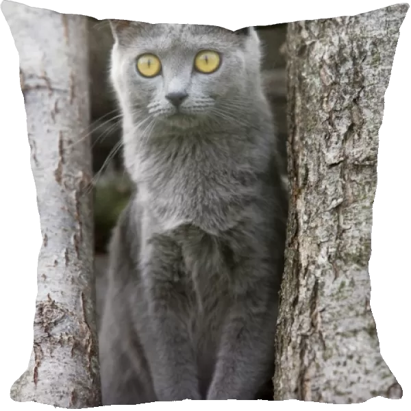 Cat - Chartreux sitting on tree stump