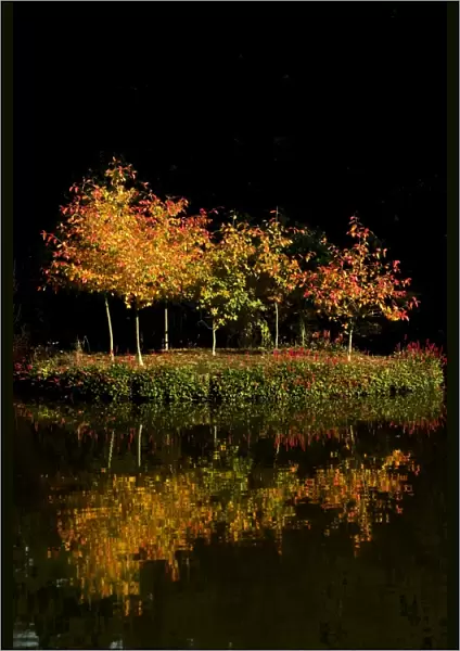 Autumn - first tints of autumn colour on an island of saplings on a tranquil lake
