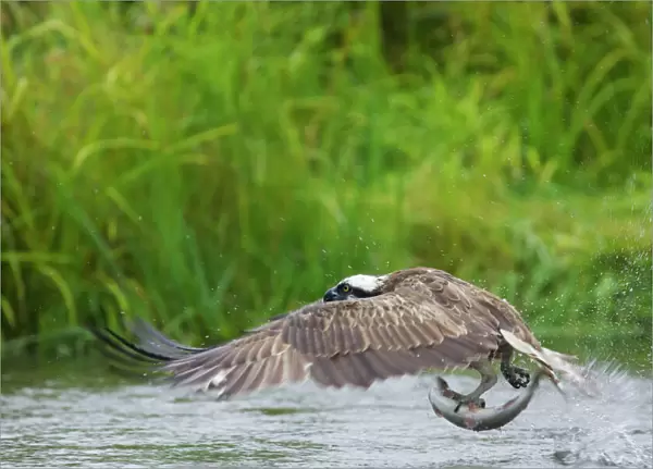 Osprey - Catching Fish Pandion haliaetus Finland BI014724