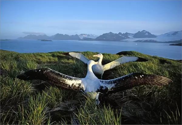 Wandering albatross (Diomedea exulans) courtship display, Albatross Island, South Georgia, Antarctica, Islands in the southern ocean, December JPF30624