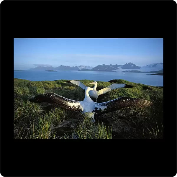 Wandering albatross (Diomedea exulans) courtship display, Albatross Island, South Georgia, Antarctica, Islands in the southern ocean, December JPF30624