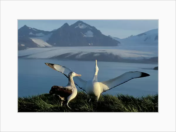 Wandering Albatross - Courtship display - Albatross Island - South Georgia - Antarctica JPF30636