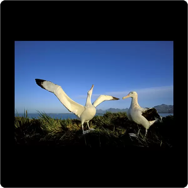 Wandering Albatross - Courtship display - Albatross Island - South Georgia - Antarctica JPF30619