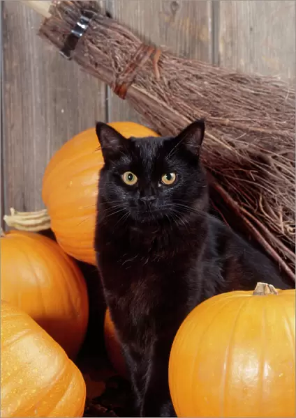 Black Cat - with pumpkins & broomstick