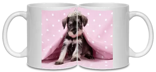 Dog. Miniature Schnauzer puppy (6 weeks old) on pink background wearing tiara Digital Manipulation: added tiara, changed background colour from peach to pink