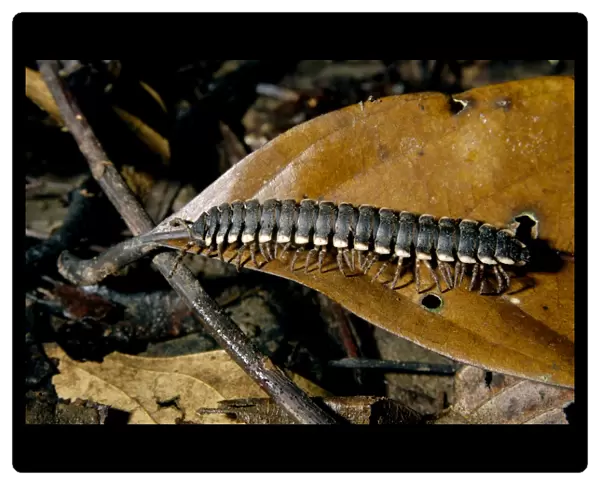 'Tractor' millipede is typical on lowland rainforest floor on Kinabatangan river floodplain; Sabah, Borneo, Malaysia; June Ma39. 3150