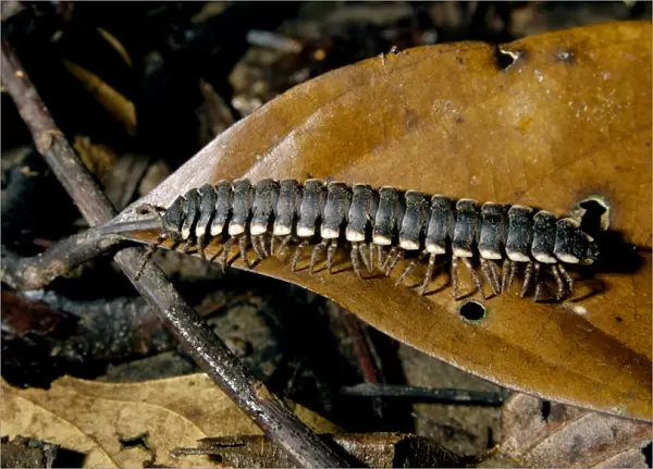 'Tractor' millipede is typical on lowland rainforest floor on Kinabatangan river floodplain; Sabah, Borneo, Malaysia; June Ma39. 3150