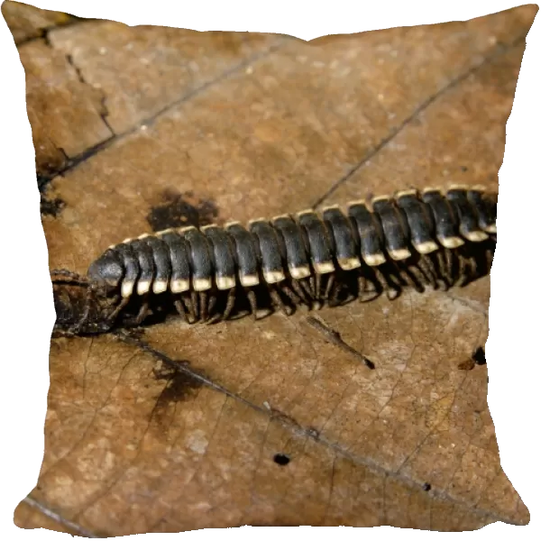 'Tractor' millipede is typical on lowland rainforest floor on Kinabatangan river floodplain; Sabah, Borneo, Malaysia; June Ma39. 3171