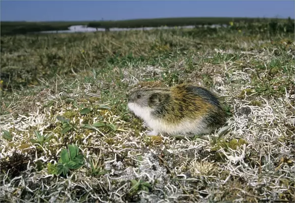 Siberian Lemming - adult on its guard while feeding on scarce vegetation (mostly on grasses) in tundra, typical; summer in tundra of Taimyr peninsula, Kara sea shore, Northern Siberia, Russian Arctic Di33. 2462 (Ardea ANZ 67)