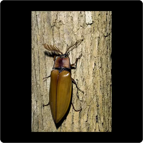 Giant Malaysian Click-Beetle - male on bark of a tree - El Nido, Palawan, Philippines. Evening - February. Ph41. 0798