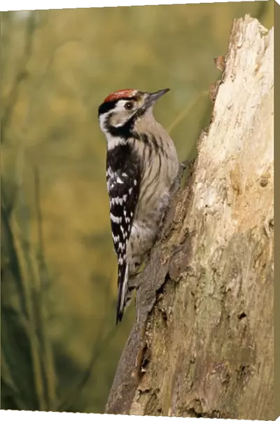 Lesser Spotted Woodpecker AP 886 © Dennis Avon  /  ARDEA LONDON