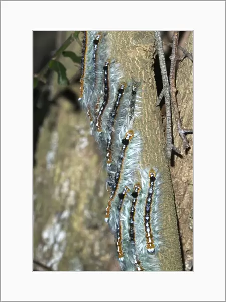 Lappet  /  Eggar moth caterpillars congregating on branch whilst moulting. Grahamstown, Eastern Cape, South Africa