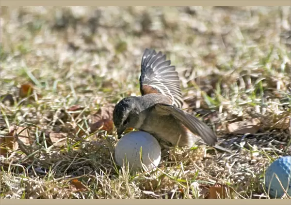 Cape Sparrow - female attempting to incubate a golf ball, behaviour probably triggered by the ball's shape. Endemic in South Africa, Botswana, Namibia and coastal Angola - Grahamstown, Eastern Cape, South Africa