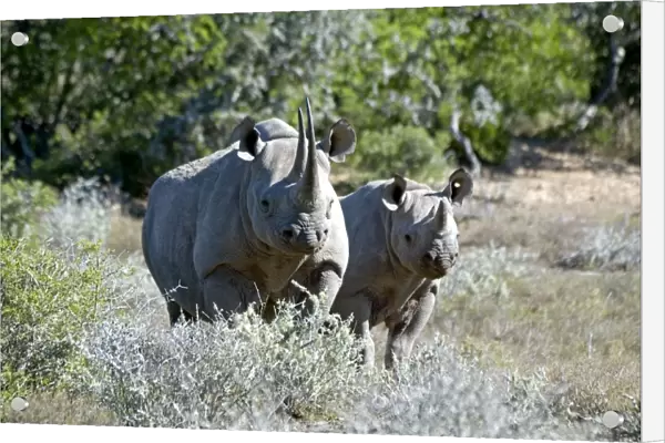 Black Rhinoceros - mother with calf - Sam Knott Nature Reserve - Eastern Cape - South Africa