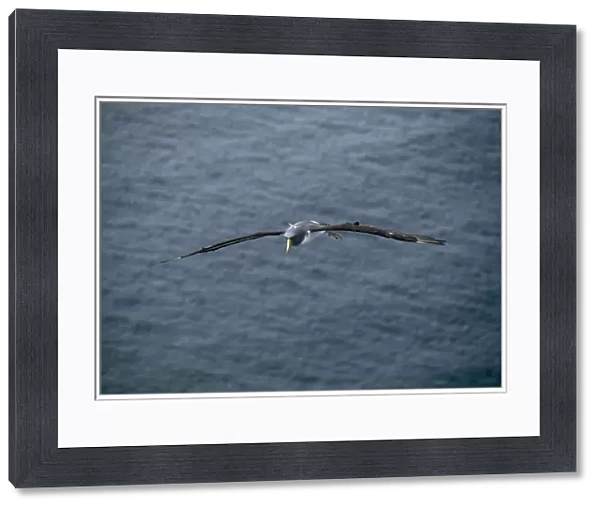Chatham Albatross  /  Chatham Mollymawk - in flight Chatham Islands, New Zealand