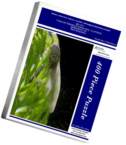 Tadpoles – common frog – 9 days old – 2 x at 35mm – black background Bedfordshire UK 003667h