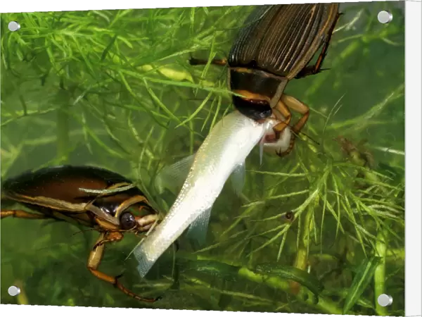Great diving beetle pair eating small golden orfe