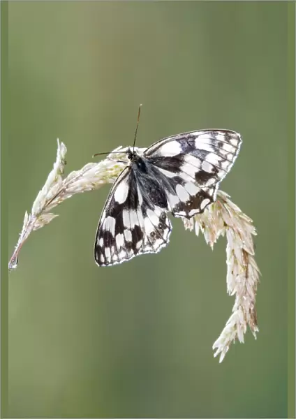 Marbled white - resting on grass wings open Bedfordshire UK 005837