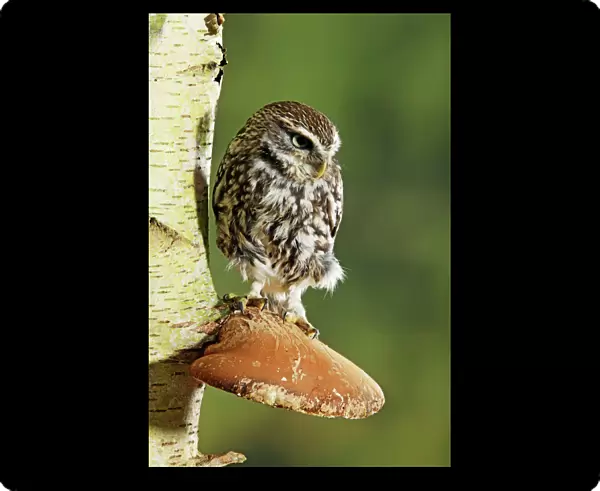 Little owl - perched on fungus Bedfordshire UK 006634