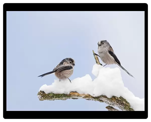 Long-tailed Tits - on snowy branch - Bedfordshire - UK Manipulated Image: Digital composition 006751