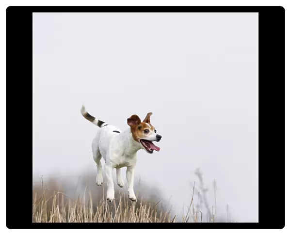 Dog - Jack Russell - jumping for stick - Bedfordshire - UK 006908