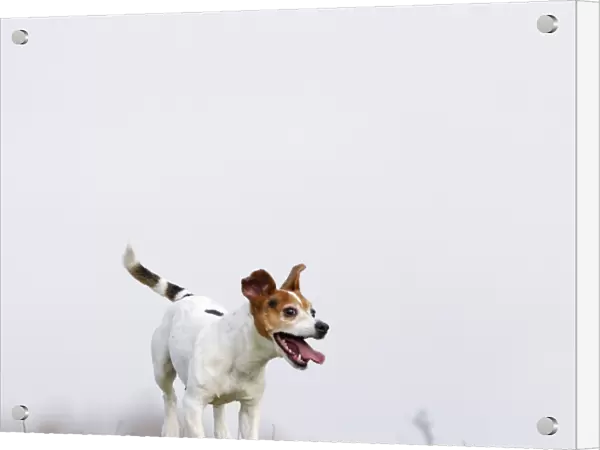 Dog - Jack Russell - jumping for stick - Bedfordshire - UK 006908