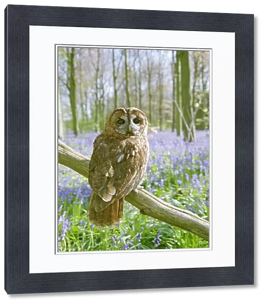 Tawny Owl - in bluebell wood - Bedfordshire - UK 007261