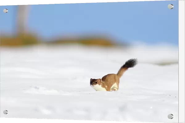 Ermine  /  Stoat  /  Short-tailed weasel - running through snow - March - Swiss Jura - Switzerland