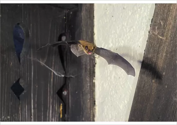 Pipistrelle Bat - in flight - Swiss Jura - Switzerland