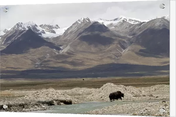 Yak - crossing river with snow covered mountains in background - Tibet