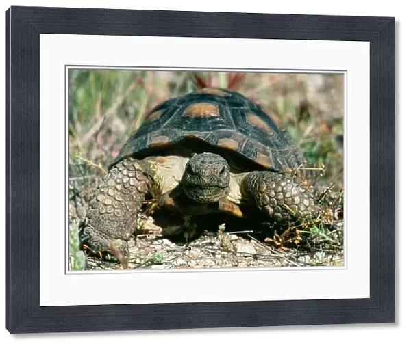 Desert Tortoise CAN 1556 Gopherus agassizi © John Cancalosi  /  ARDEA LONDON