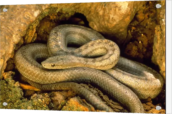 Antiguan Racer Snake Antigua