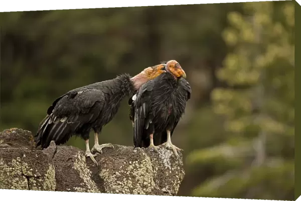 California Condor - On rock calling - Utah - USA
